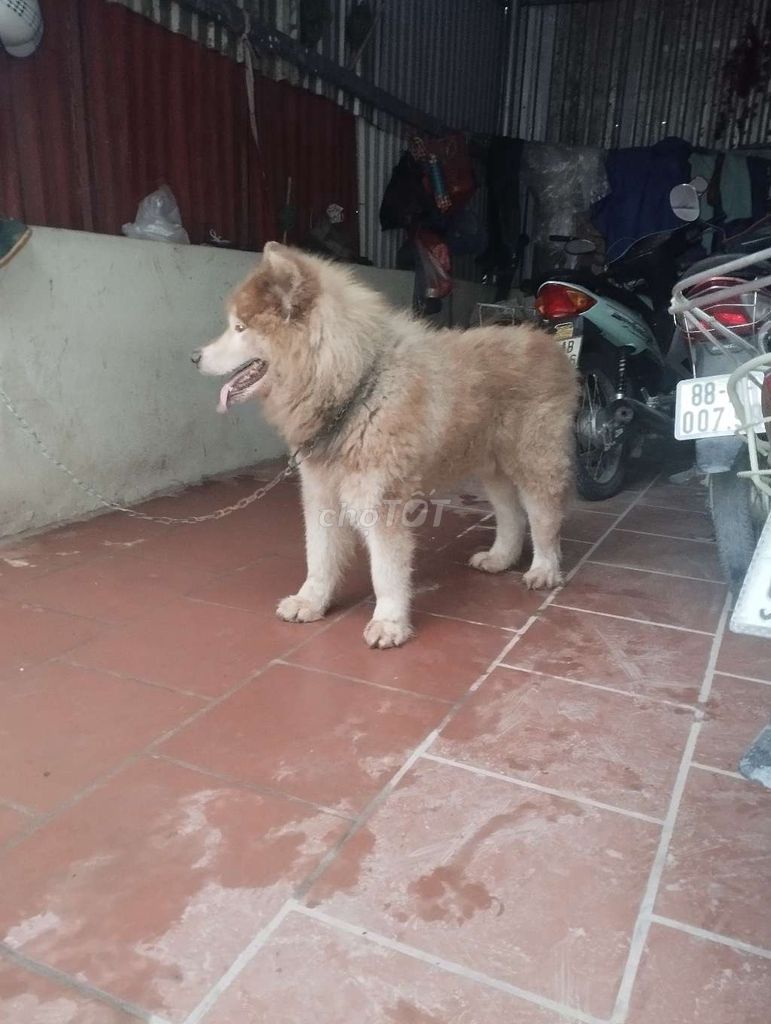 Chó Alaska Mỹ Nâu trắng. Mua bán Chó tại Thành phố Thủ Đức Tp Hồ Chí Minh được đăng bởi dao canh hình 1