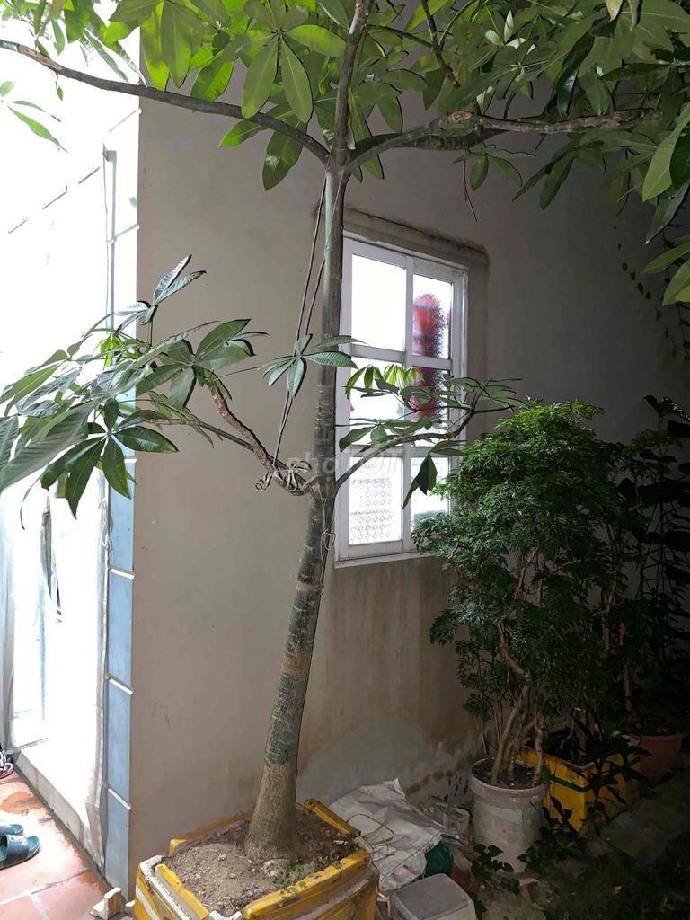 Cây kim ngân. Mua bán Cây cảnh, đồ trang trí tại Huyện Thanh Trì Hà Nội được đăng bởi phòng TCHC hình 1