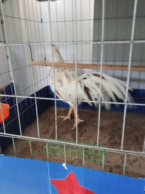 Gà thái tơ. Mua bán Gà tại Quận 8 Tp Hồ Chí Minh được đăng bởi Gà cỏ