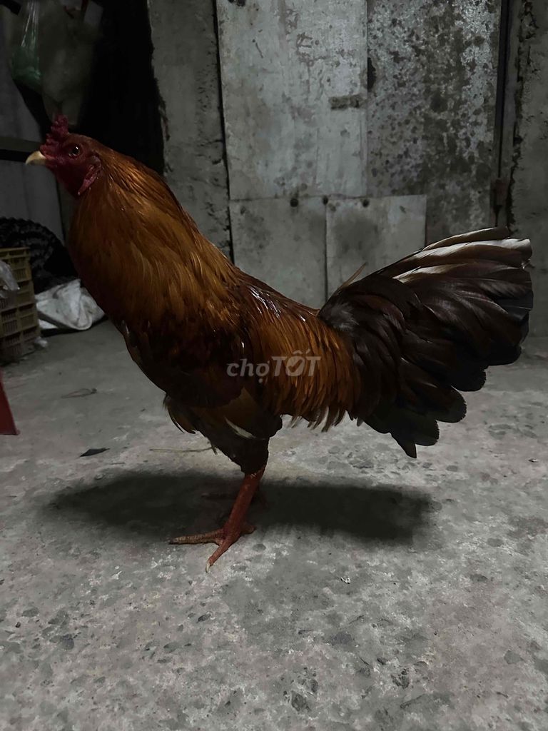 Gà chọi Nâu đực 3.1kg. Mua bán Gà tại Huyện Gò Công Tây Tiền Giang được đăng bởi Nhứt  hình 1