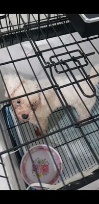 Tặng Chó Poodle Trắng