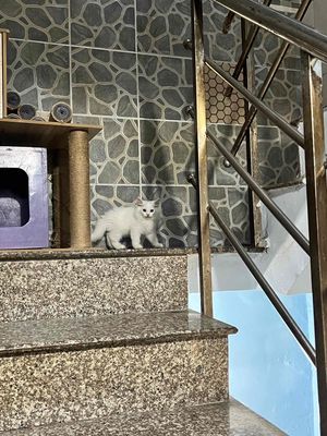 mèo anh trắng và đen ALN VÀ ALD. Mua bán Mèo tại Quận Tân Bình Tp Hồ Chí Minh được đăng bởi Tiên Tiên