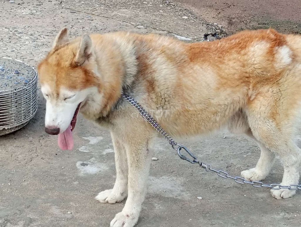 Chó Husky Đực Nâu trắng Lông bóng. Mua bán Chó tại Huyện Nhà Bè Tp Hồ Chí Minh được đăng bởi Nhân Rottweiler  hình 1