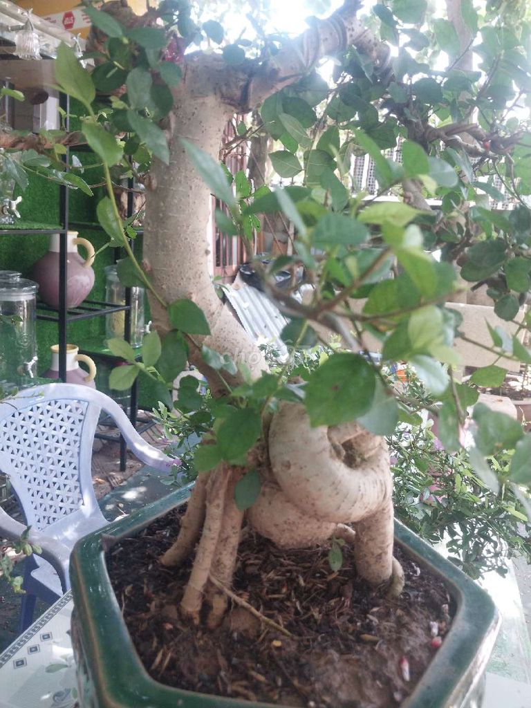 Cây duối bonsai dáng đẹp. Mua bán Cây cảnh, đồ trang trí tại Huyện Củ Chi Tp Hồ Chí Minh được đăng bởi Bùi thị Mỹ bình hình 1
