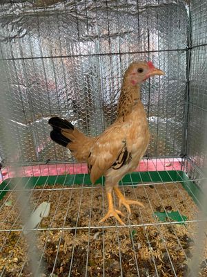 kẹt chuồn cần chia lai mái vàng mớ coc ga 4 thang. Mua bán Gà tại Quận Bình Tân Tp Hồ Chí Minh được đăng bởi Hao minh