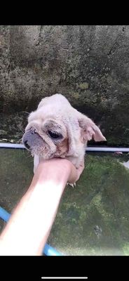 pug đực. Mua bán Chó tại Thị xã Bến Cát Bình Dương được đăng bởi Nhiiii Nèee