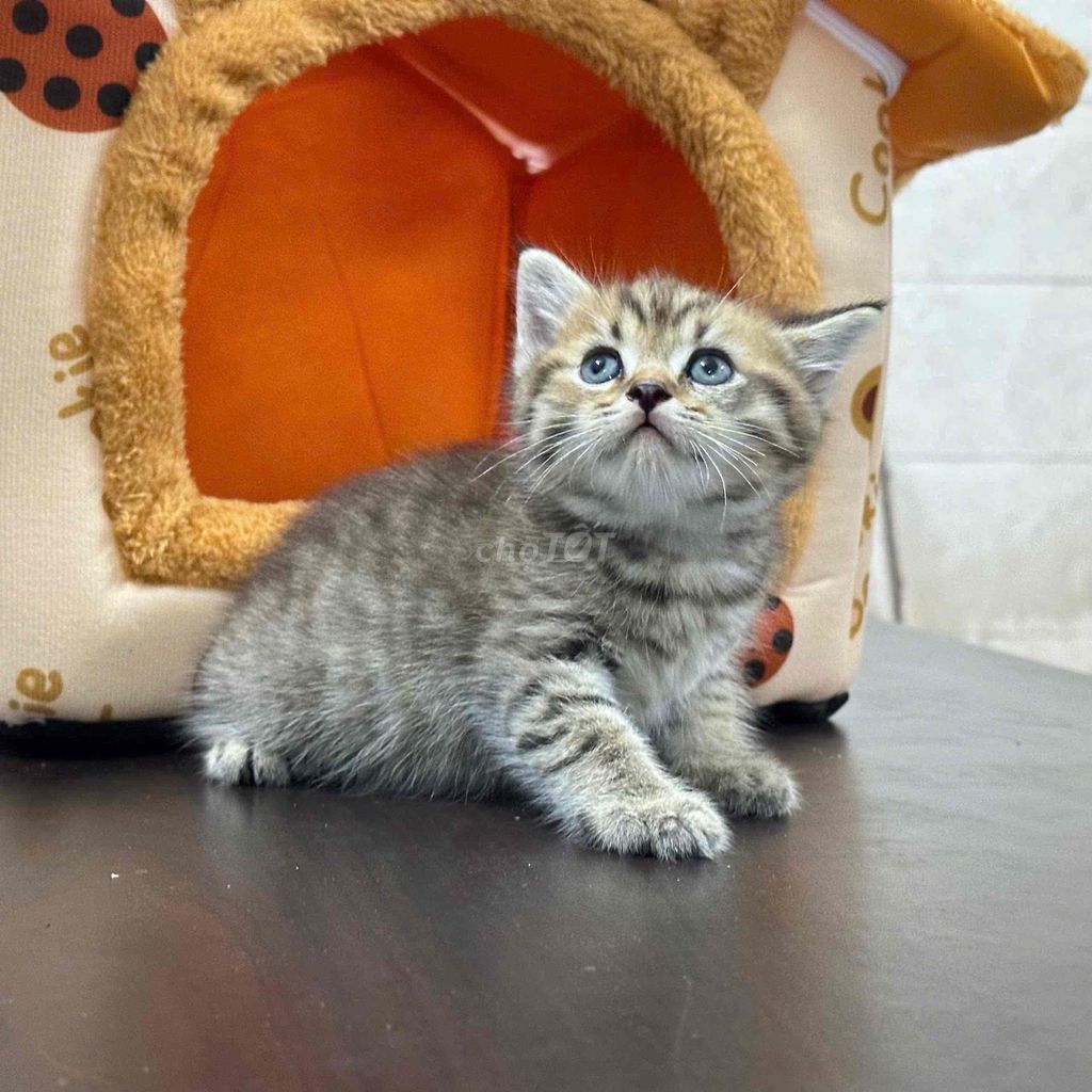 Mèo Anh lông ngắn Tabby 1.5 tháng. Mua bán Mèo tại Quận Tân Bình Tp Hồ Chí Minh được đăng bởi Shop Noka Pet HCM hình 1