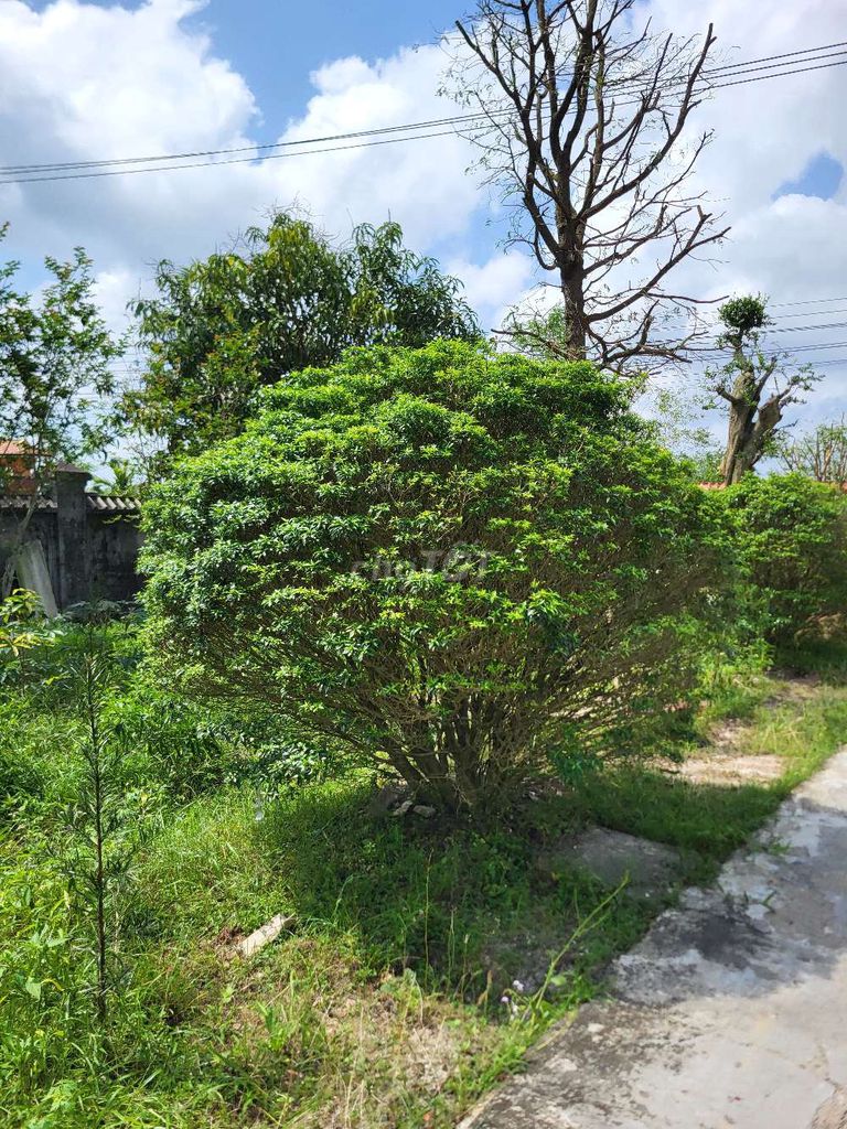 Cây cảnh Mai Vạn Phúc 2m. Mua bán Cây cảnh, đồ trang trí tại Huyện Phong Điền Thừa Thiên Huế được đăng bởi thắng hình 1