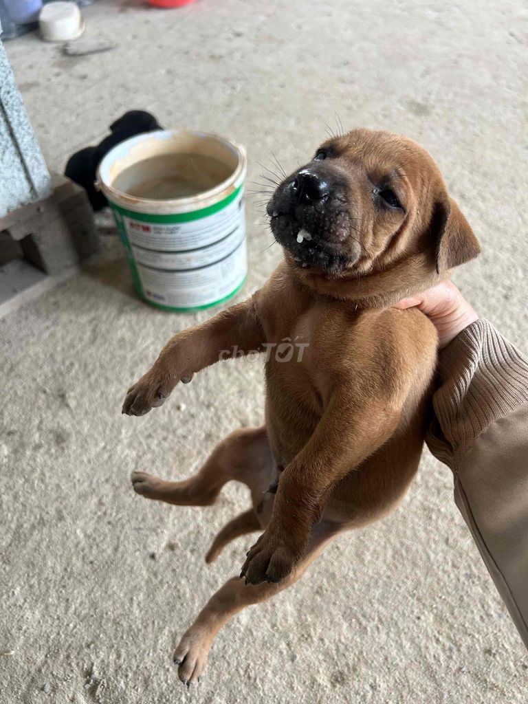 Chó Phú Quốc lai Rottweiler đã biết ăn. Mua bán Chó tại Huyện Chơn Thành Bình Phước được đăng bởi Thu Hồng hình 4