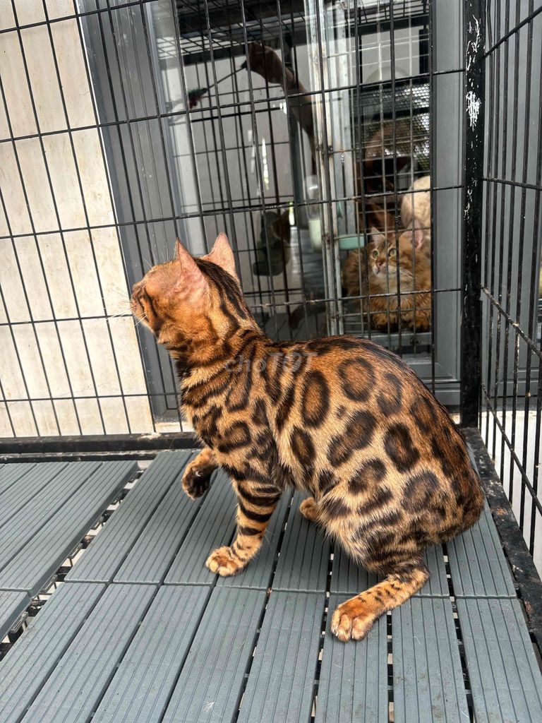 Mèo Bengal đực WCF. Mua bán Mèo tại Quận 7 Tp Hồ Chí Minh được đăng bởi Kieu Ly hình 1