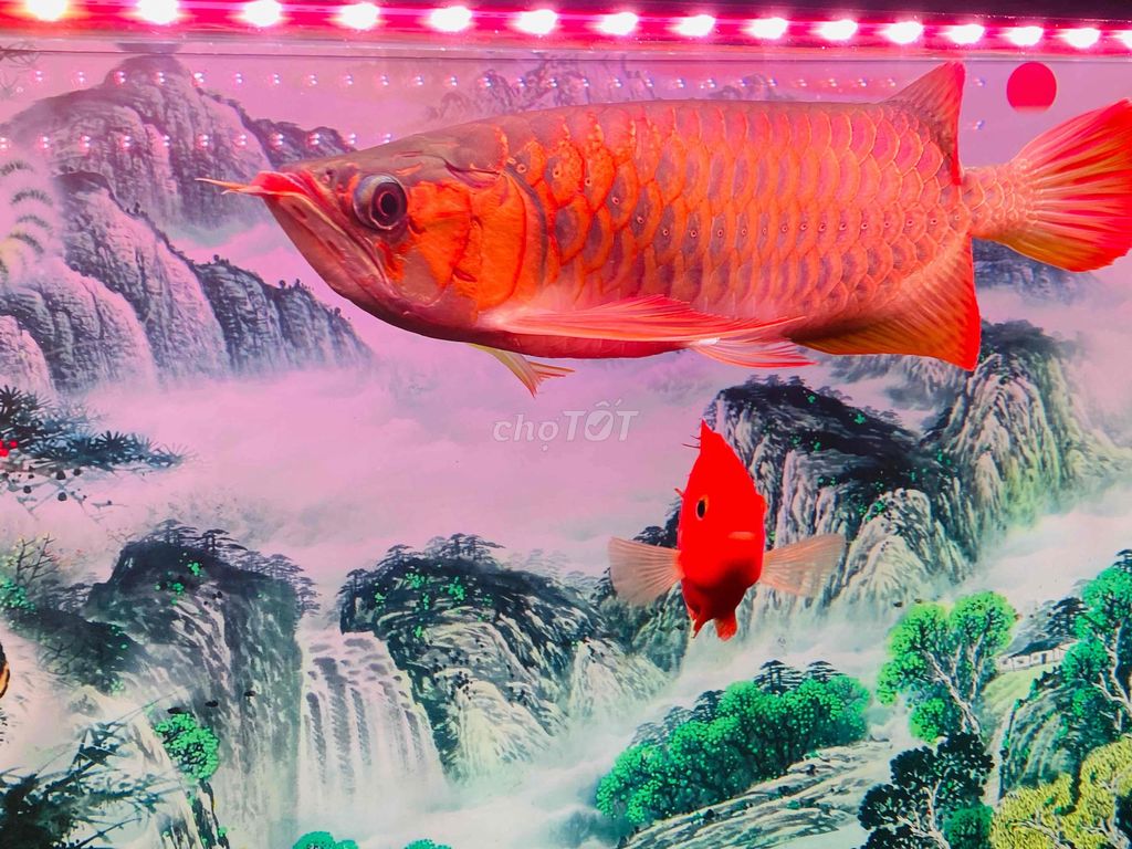 Cá rồng Huyết Long. Mua bán Thú cưng khác tại Quận Bình Tân Tp Hồ Chí Minh được đăng bởi Gia huy hình 1