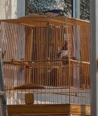 Chim Chào Mào Bổi mùa đầu