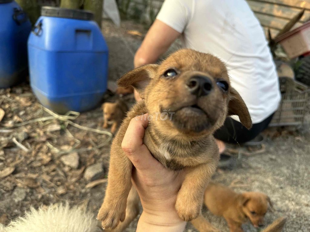 Chó Phốc lai Corgi đực 2.5 tháng. Mua bán Chó tại Huyện Bình Chánh Tp Hồ Chí Minh được đăng bởi kyle Đoàn hình 1