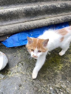 tặng mèo. Mua bán Mèo tại Quận Bắc Từ Liêm Hà Nội được đăng bởi Nguyễn Văn Viể