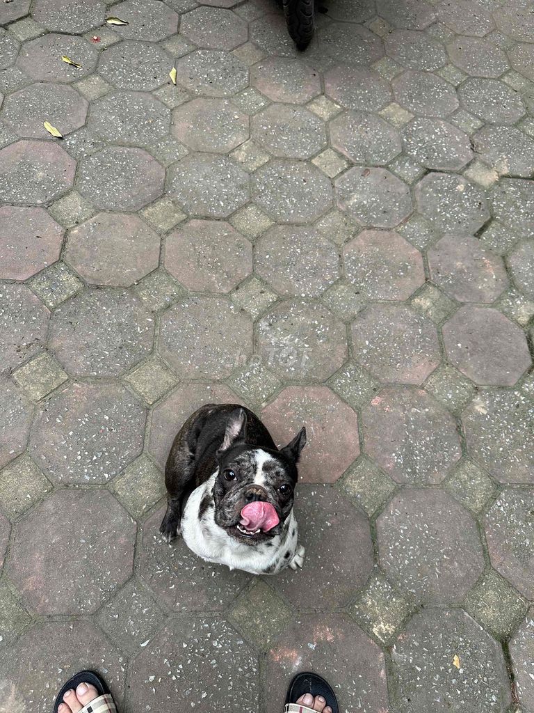 Chó French Bulldog Cái Đen trắng. Mua bán Chó tại Quận Đống Đa Hà Nội được đăng bởi Châu Anh hình 1