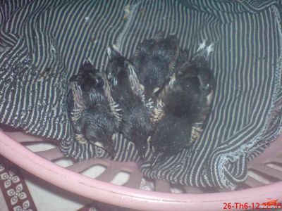 Tôi muốn mua chim chích chòe non. Mua bán Chim tại Thành phố Thủ Dầu Một Bình Dương được đăng bởi pham hữu nam