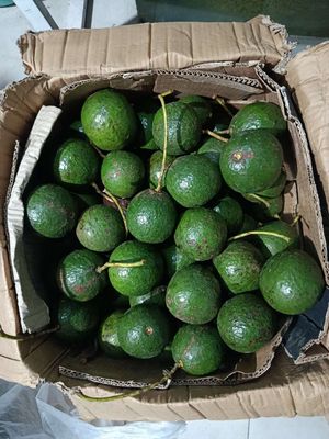 Bơ booth vườn nhà Lâm Đồng. Mua bán Đồ ăn, thực phẩm và các loại khác tại Thành phố Thủ Đức Tp Hồ Chí Minh được đăng bởi Phú