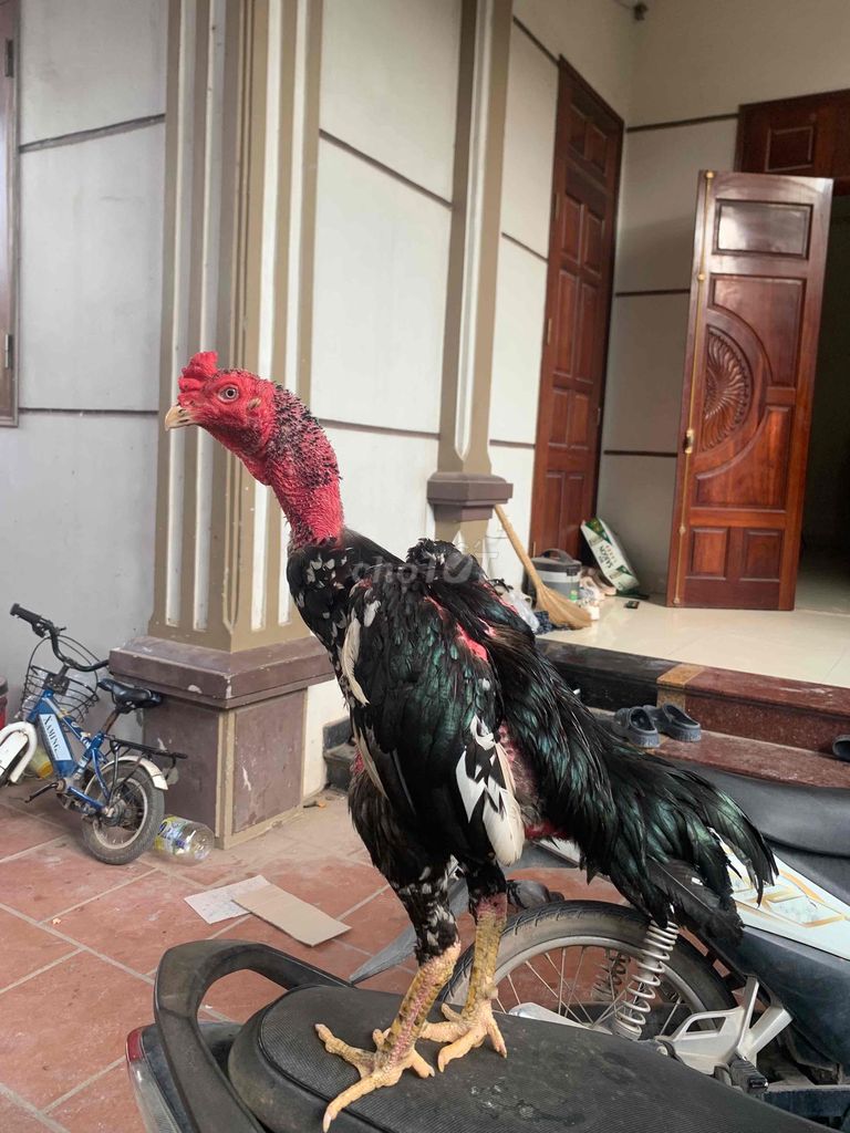 Gà ô mơ chân gãy gập.. Mua bán Gà tại Huyện Gia Lâm Hà Nội được đăng bởi Đào thành công hình 1