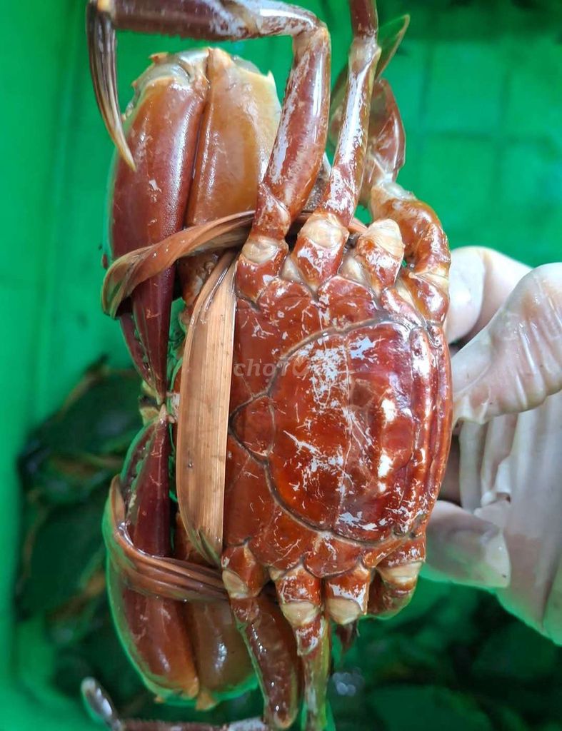 Cua gạch thịt biển Cần Giờ 2-3 con/kg. Mua bán Đồ ăn, thực phẩm và các loại khác tại Quận 1 Tp Hồ Chí Minh được đăng bởi Minh Trần  hình 1