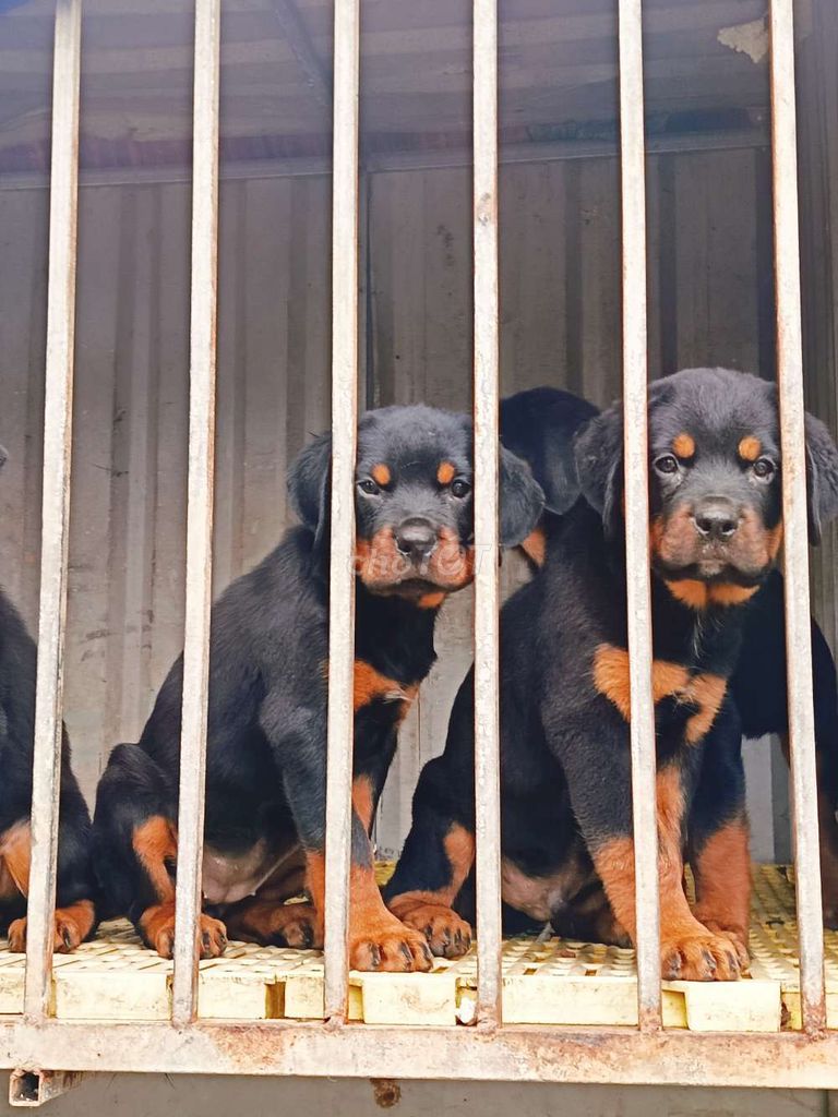 Rottweiler secbia thuần chủng