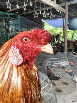 cứu bông 3kg4 tay pê tông. Mua bán Gà tại Huyện Chợ Mới An Giang được đăng bởi Thắng gà đá long xuyên