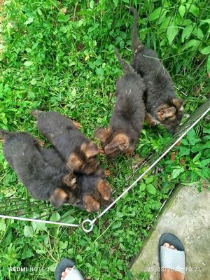 Chó Becgie Đức lông xù