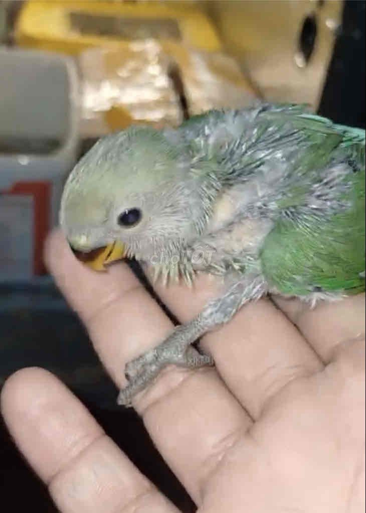 VẸT LOVEBIRD NON ĐÚT BỘT