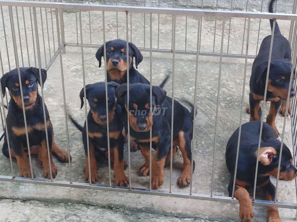 Chó Rottweiler.Đủ Loại