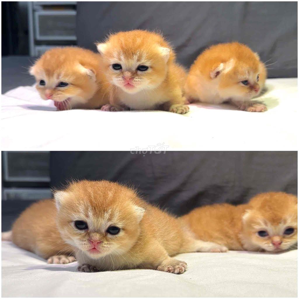 GOLDEN NY11 munchkin. Mua bán Mèo tại Quận Bình Thạnh Tp Hồ Chí Minh được đăng bởi minhhhhhhth hình 1