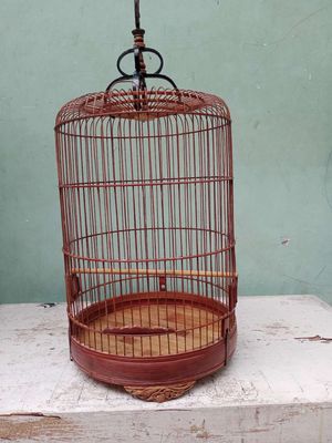 Tre già hà nội nan khít chòe đất lên nước đẹp 300k. Mua bán Chim tại Quận 11 Tp Hồ Chí Minh được đăng bởi thanh hiền 