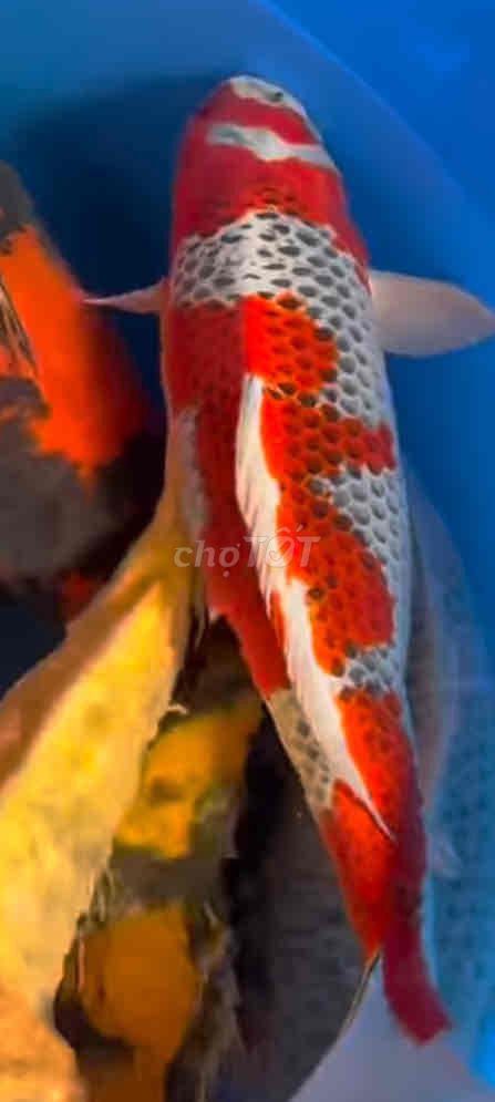 Bán cá Koi đẹp đẹp tại đà lat giá ưu đãi. Mua bán Thú cưng khác tại Thành phố Đà Lạt Lâm Đồng được đăng bởi APo Koi hình 1