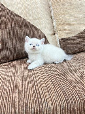 mèo anh xinh yêu tìm bame cá hssv