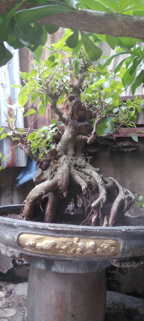 Bồ đề bonsai cao 80cm hoành 150cm. Mua bán Cây cảnh, đồ trang trí tại Thành phố Thủ Đức Tp Hồ Chí Minh được đăng bởi quý hình 1