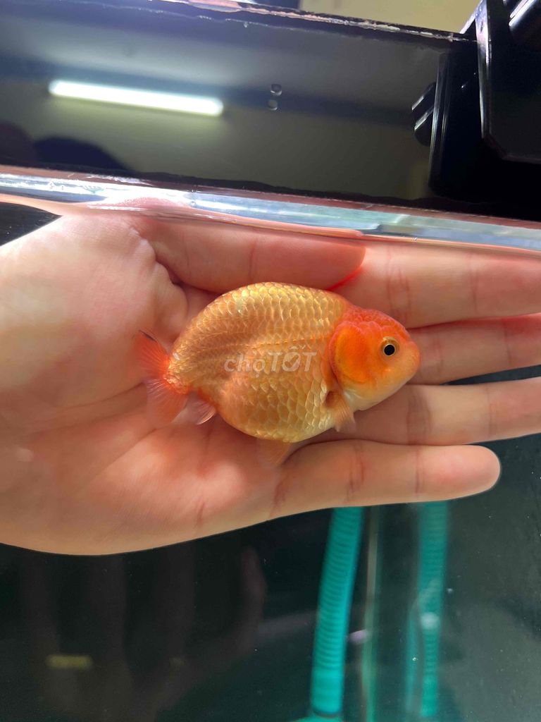 2 bé ranchu tini,oranda