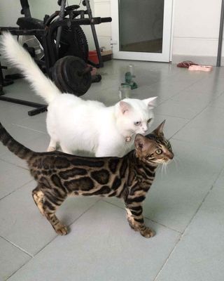 Bán cặp mèo rất dễ thương và tặng kèm 2 tui balo