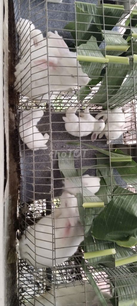 Thỏ con trắng 40 ngày tuổi. Mua bán Thú cưng khác tại Thành phố Biên Hòa Đồng Nai được đăng bởi Nguyễn Thị Mỹ Trang hình 1
