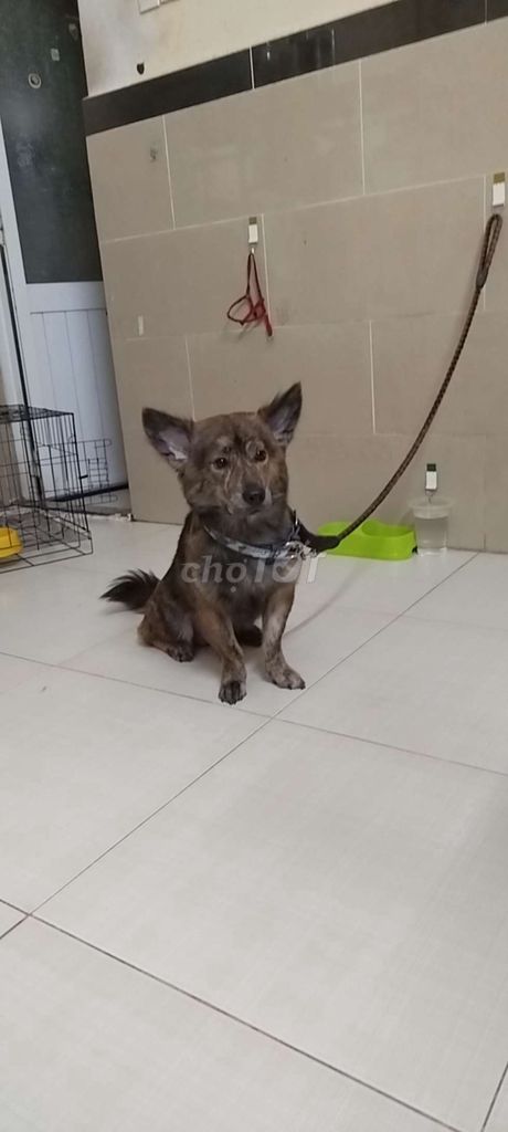 Chó Cỏ lai đực 1 tuổi rưỡi. Mua bán Chó tại Quận Bình Thạnh Tp Hồ Chí Minh được đăng bởi Đỗ Minh Anh hình 1