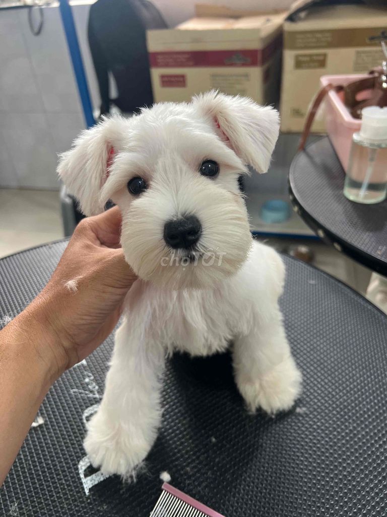 Chó Schnauzer ( chó ông già) tìm nhà mới. Mua bán Chó tại Thành phố Thủ Đức Tp Hồ Chí Minh được đăng bởi Trần hình 1