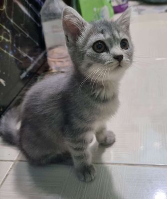 Mèo Anh Lông Ngắn. Mua bán Mèo tại Quận Bình Tân Tp Hồ Chí Minh được đăng bởi Trương Huy Hoàng