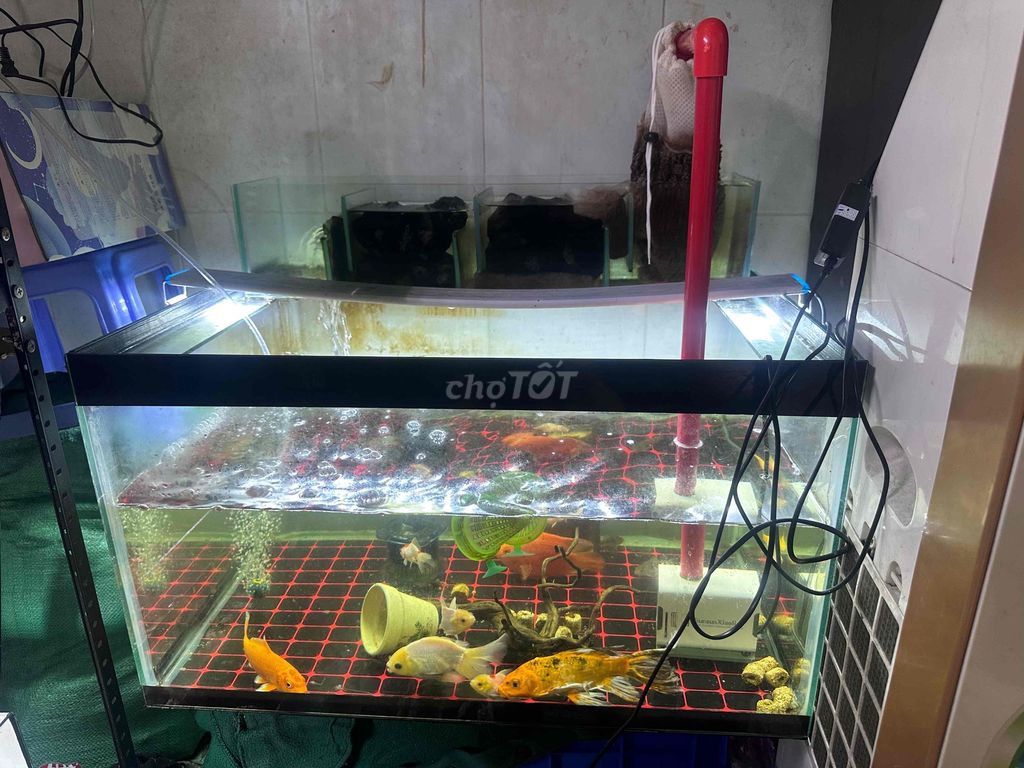Bể cá cảnh Kính D70 R50 C40. Mua bán Phụ kiện, Thức ăn, Dịch vụ tại Quận Bình Tân Tp Hồ Chí Minh được đăng bởi minh long  hình 1