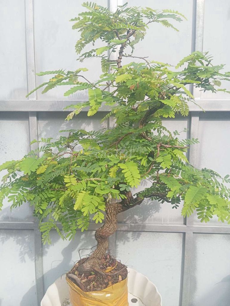 Cây cảnh Me ngọt trực lắc 65cm xanh tốt. Mua bán Cây cảnh, đồ trang trí tại Huyện Củ Chi Tp Hồ Chí Minh được đăng bởi LT hình 1
