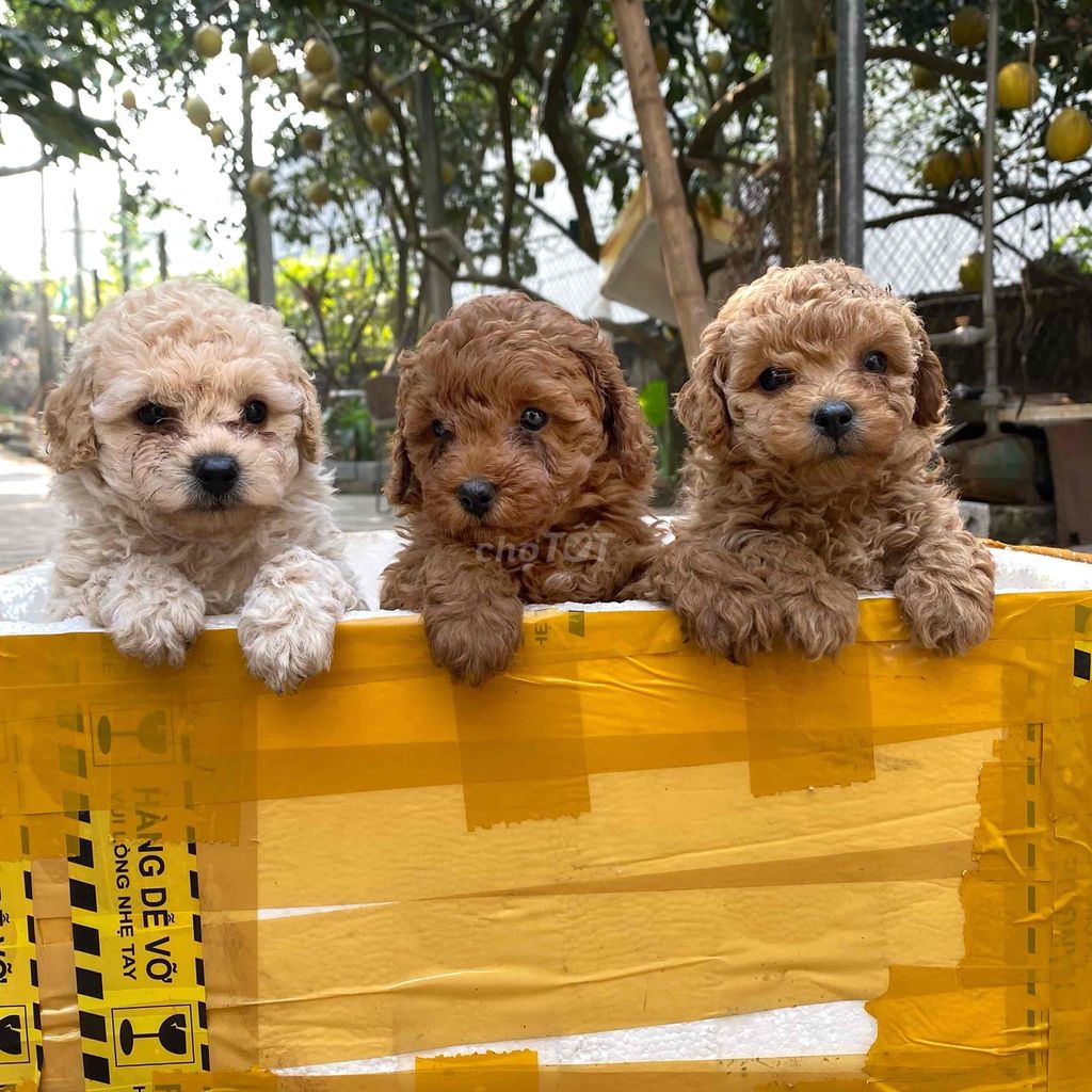 3 bé Poodle tiny siêu bông