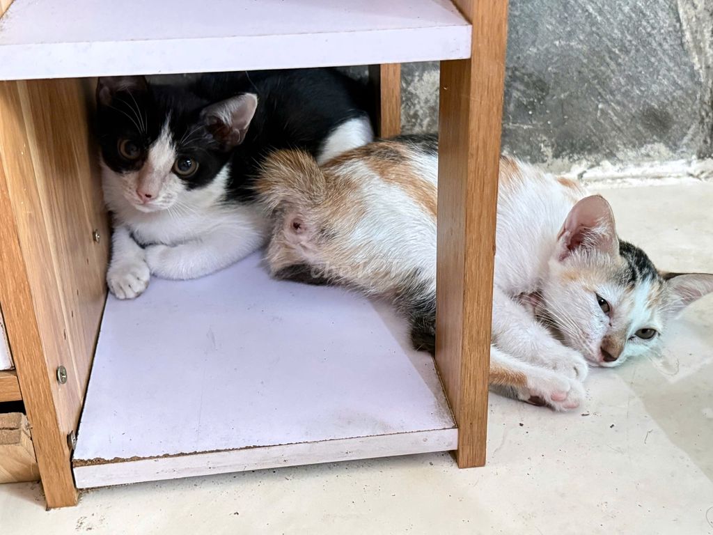 Mèo ta đen trắng tam thể 3 tháng. Mua bán Mèo tại Quận Bình Tân Tp Hồ Chí Minh được đăng bởi nguyễn thanh sơn  hình 1