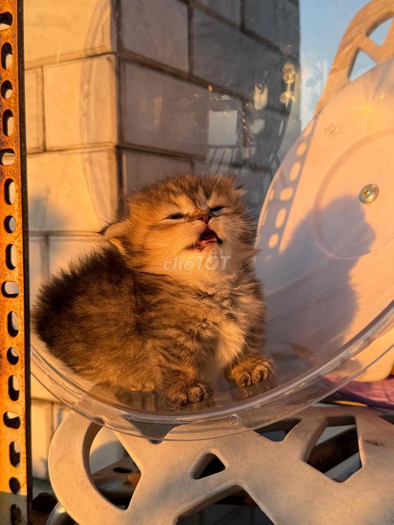 Mèo ALD Golden Tabby LÙN. Mua bán Mèo tại Thành phố Thủ Đức Tp Hồ Chí Minh được đăng bởi Hân hình 1