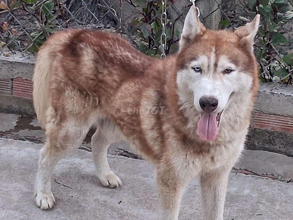 Chó Husky Đực ĐN. Mua bán Chó tại Thành phố Biên Hòa Đồng Nai được đăng bởi Nhân Rottweiler  hình 1