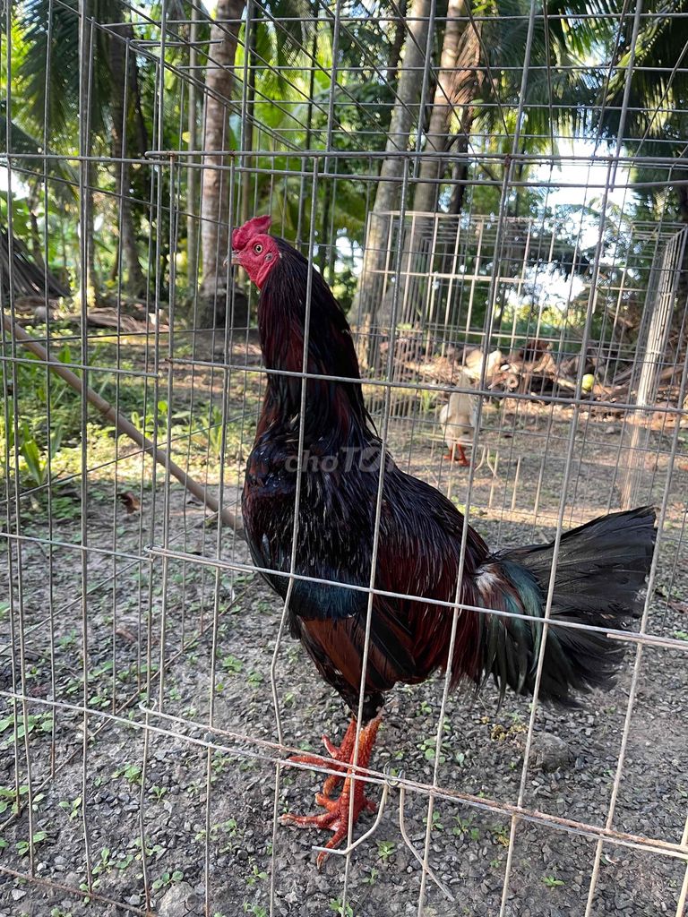 Gà trống Đen, đỏ 3.4kg. Mua bán Gà tại Huyện Càng Long Trà Vinh được đăng bởi Luong Thanh Thi hình 1