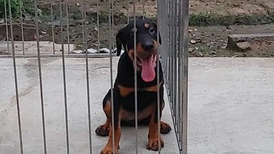 Chó Rottweiler.BT