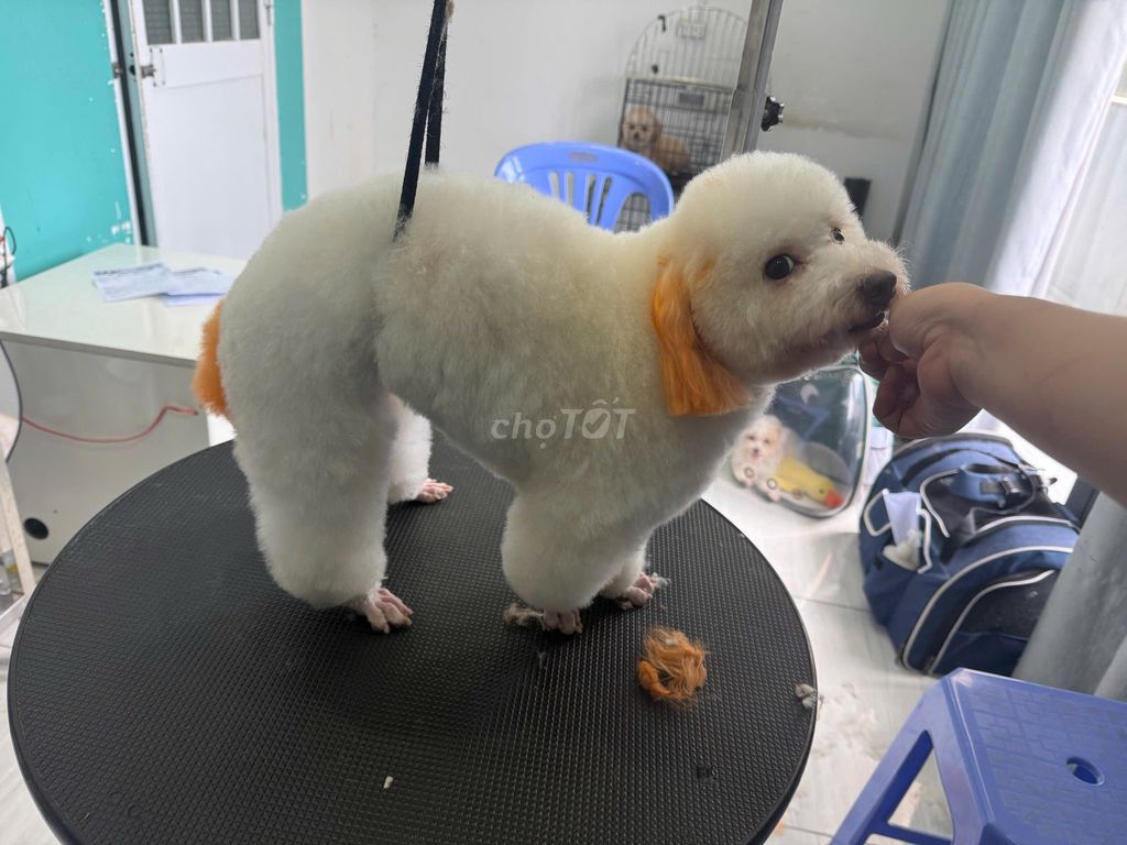 Bé cún có sổ chích ngừa đầy đủ. Mua bán Chó tại Quận Bình Tân Tp Hồ Chí Minh được đăng bởi Linh Nguyễn hình 1