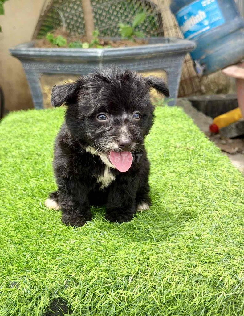 Chó Corgi mix Poodle đực đen đã tiêm phòng. Mua bán Chó tại Quận Bắc Từ Liêm Hà Nội được đăng bởi Vương duy Tú hình 1