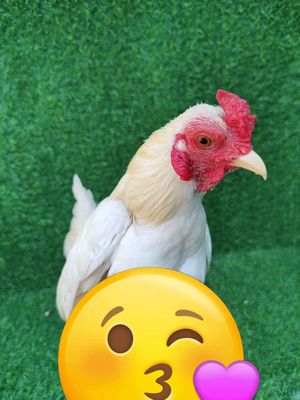 Tre bắc nhạn úa. Mua bán Gà tại Huyện Nhà Bè Tp Hồ Chí Minh được đăng bởi Lê Nghĩa
